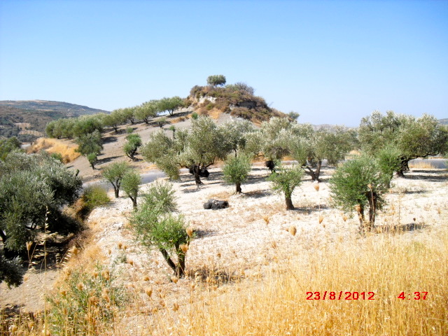 Landschaft mit kleinen Olivenbaumhainen